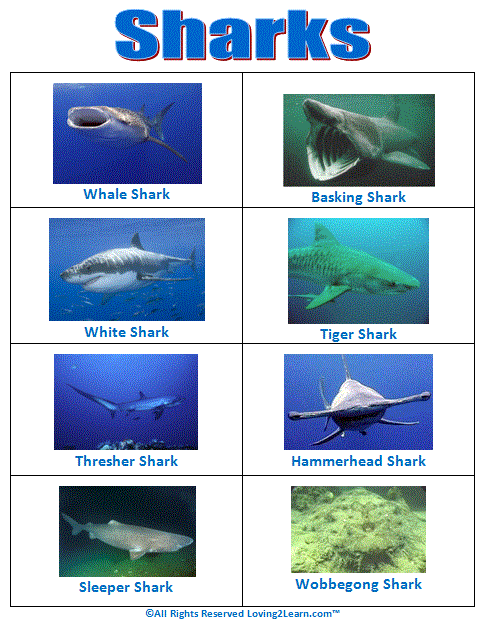 Sharks Chart